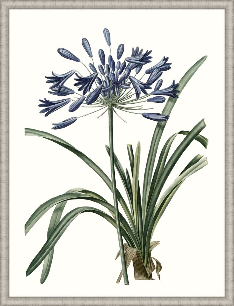 Blue Agapanthis