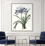 Blue Agapanthis