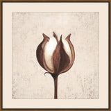 Cotton Stem II