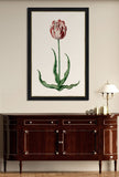 Study of a Red Tulip I