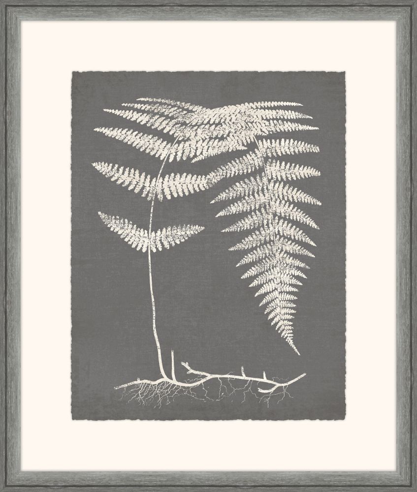 Grey Fern II