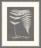 Grey Fern II