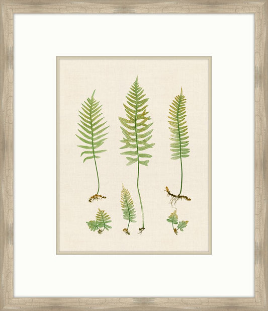 Natural Ferns on Cream Linen I