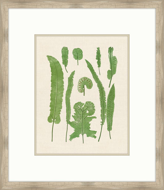 Natural Ferns on Cream Linen II