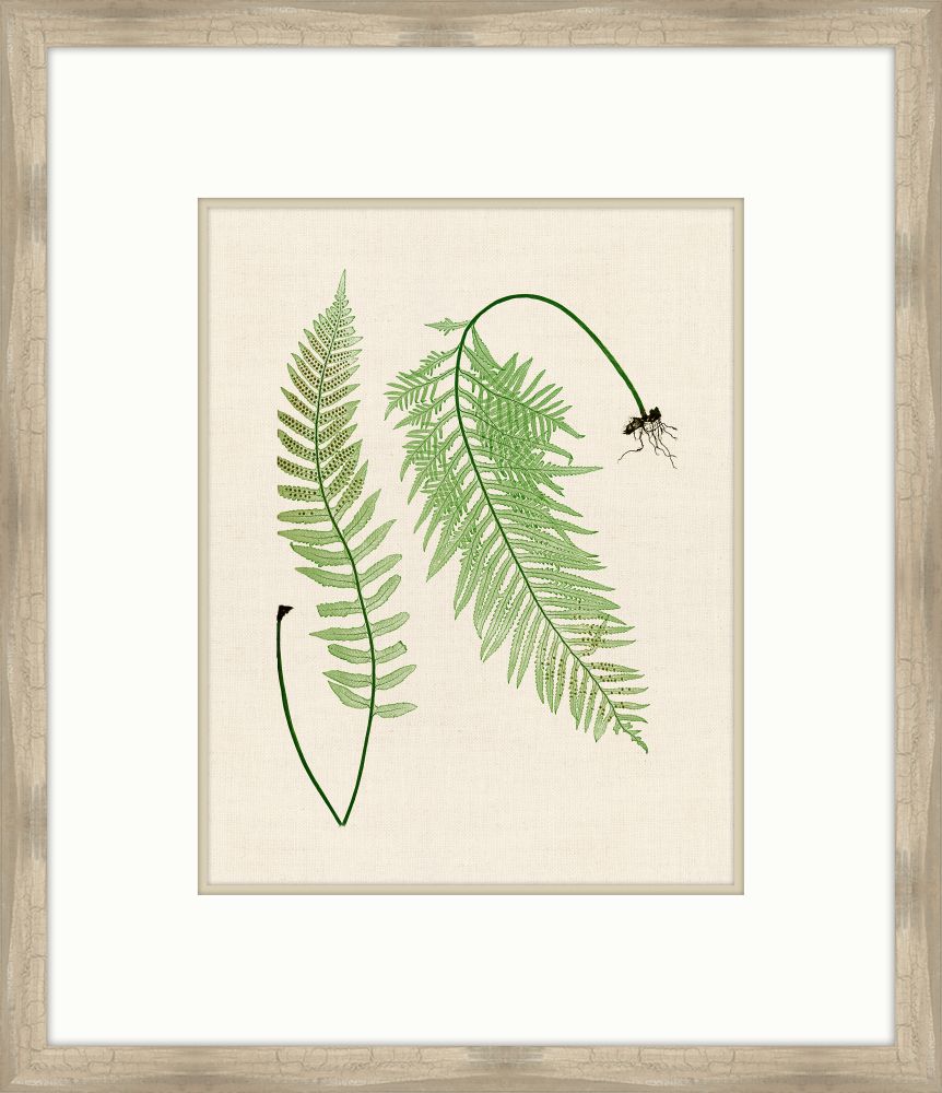 Natural Ferns on Cream Linen V