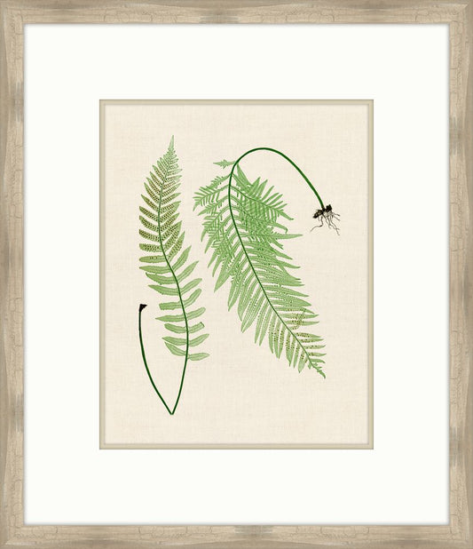 Natural Ferns on Cream Linen V
