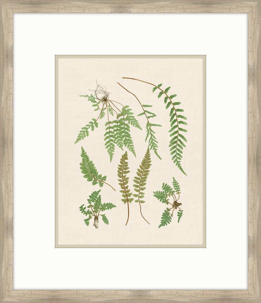 Natural Ferns on Cream Linen VI