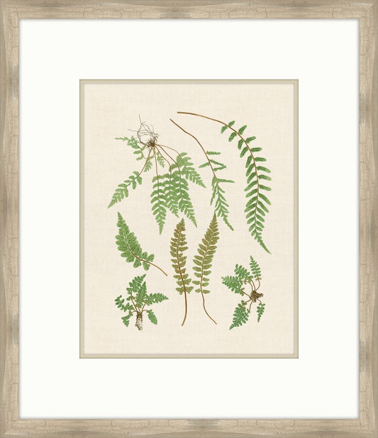 Natural Ferns on Cream Linen VI