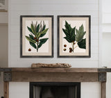 Michaux Leaves I