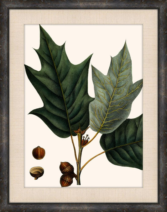 Michaux Leaves I