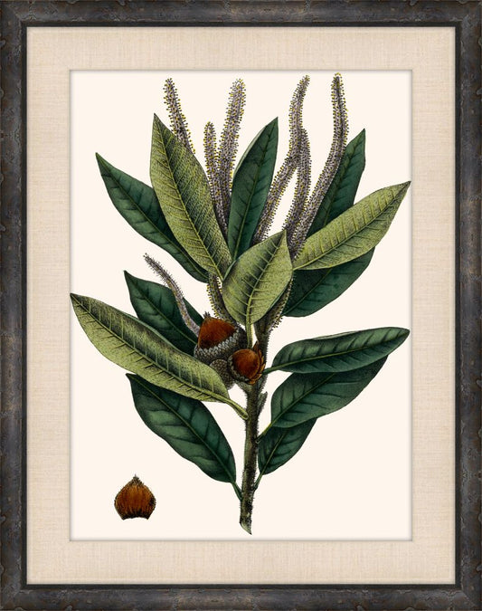 Michaux Leaves II