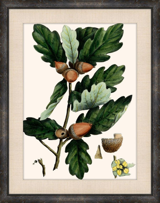 Michaux Leaves III