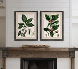Michaux Leaves IV
