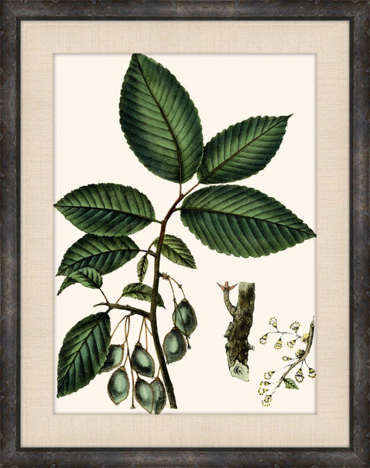 Michaux Leaves IV
