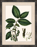 Michaux Leaves IV