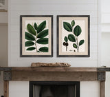 Michaux Leaves V