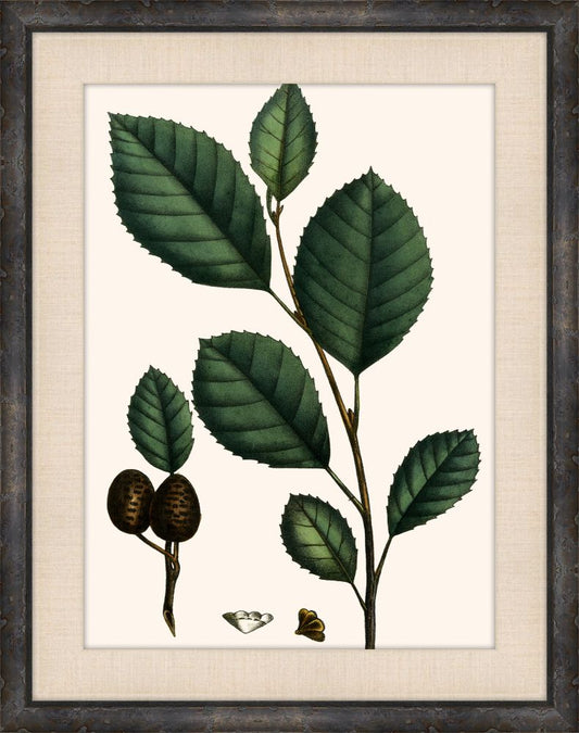 Michaux Leaves V