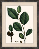 Michaux Leaves V
