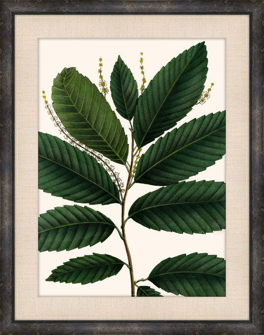 Michaux Leaves VI