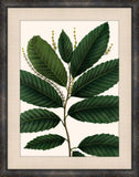 Michaux Leaves VI