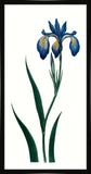 Bigelow's Blue Iris Petite
