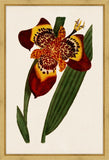 Botanique Rouges I Petite