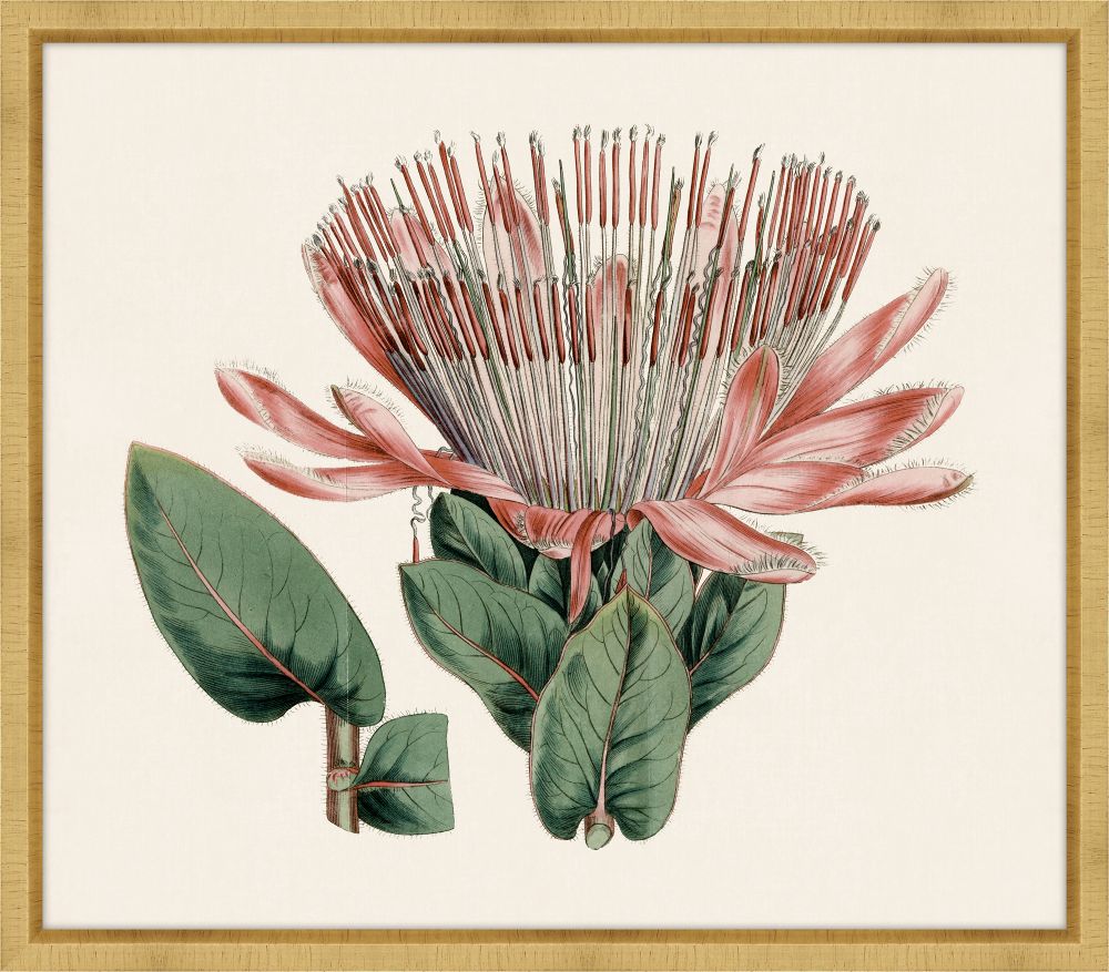 Pink Protea II Petite