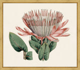 Pink Protea II Petite