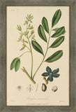 Woodland Foliage I