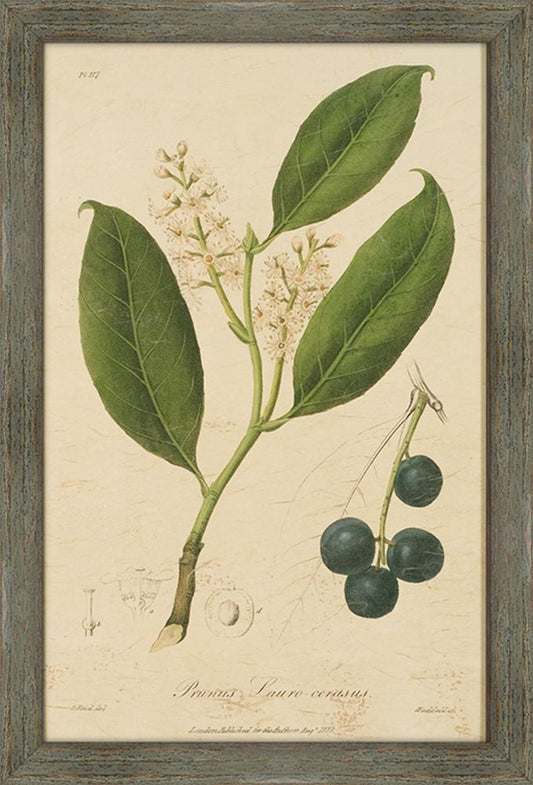 Woodland Foliage II