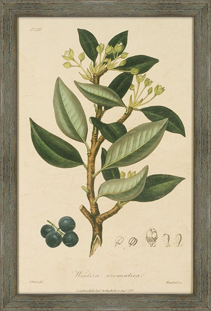 Woodland Foliage III