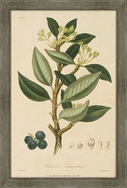 Woodland Foliage III