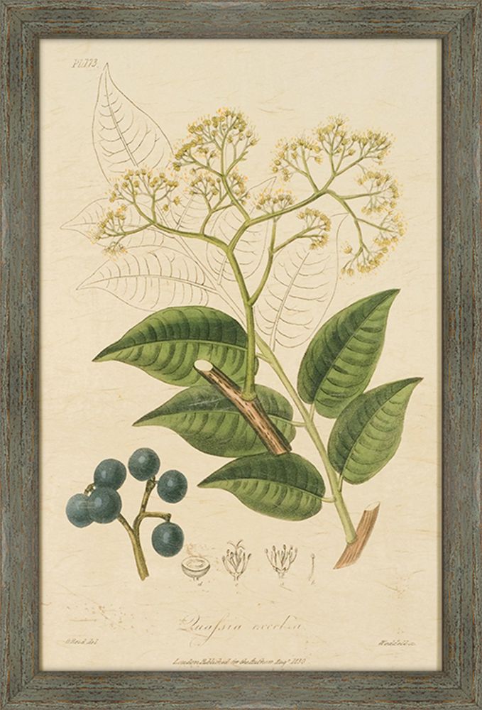 Woodland Foliage IV