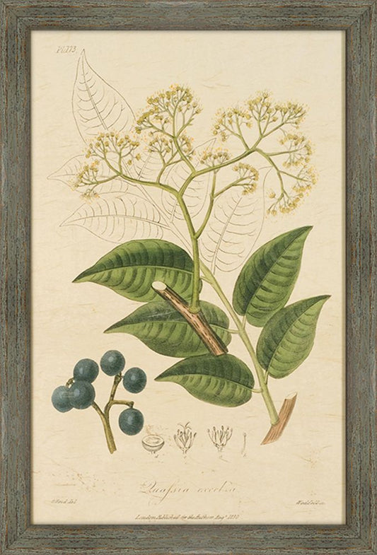Woodland Foliage IV