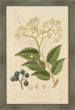 Woodland Foliage IV