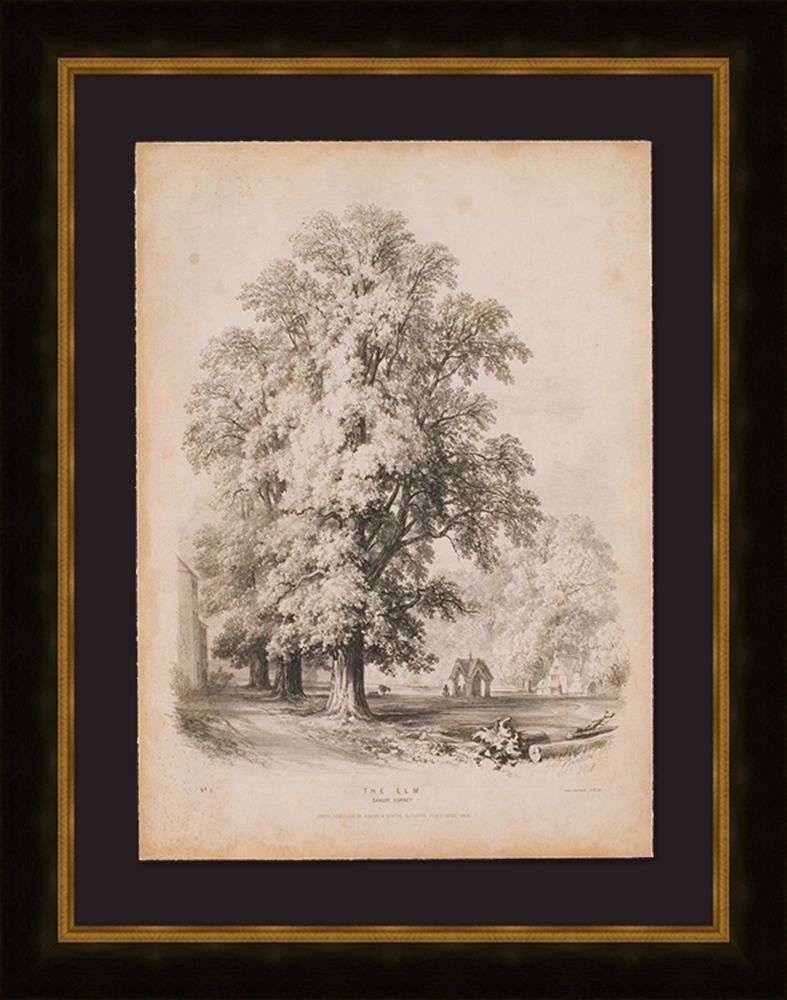 The Elm
