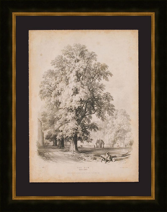 The Elm