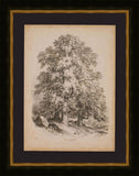 The Sycamore