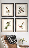 Gould's Songbirds II
