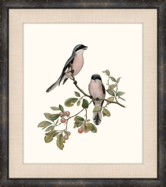 Gould's Songbirds V