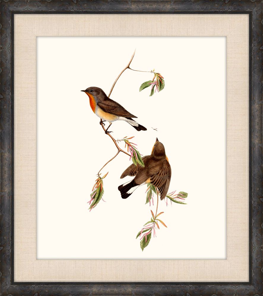 Gould's Songbirds VI