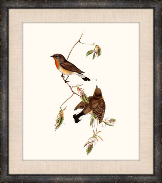 Gould's Songbirds VI