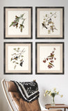Gould's Songbirds VII