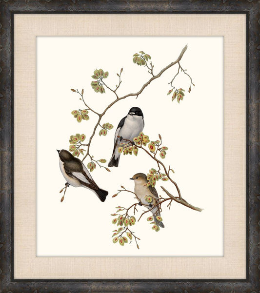 Gould's Songbirds VIII