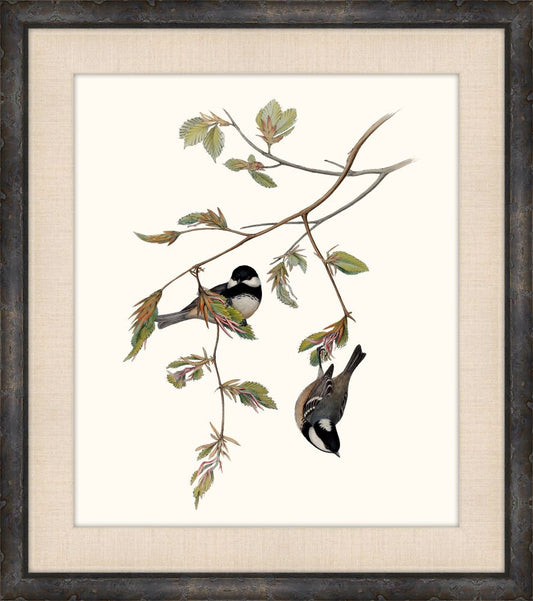 Gould's Songbirds X