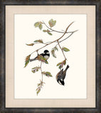 Gould's Songbirds X