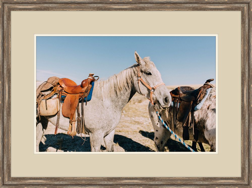 Two Saddle Horses I