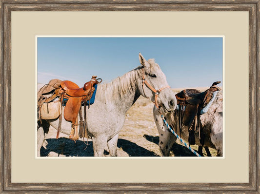 Two Saddle Horses I