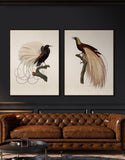 Bird of Paradise III