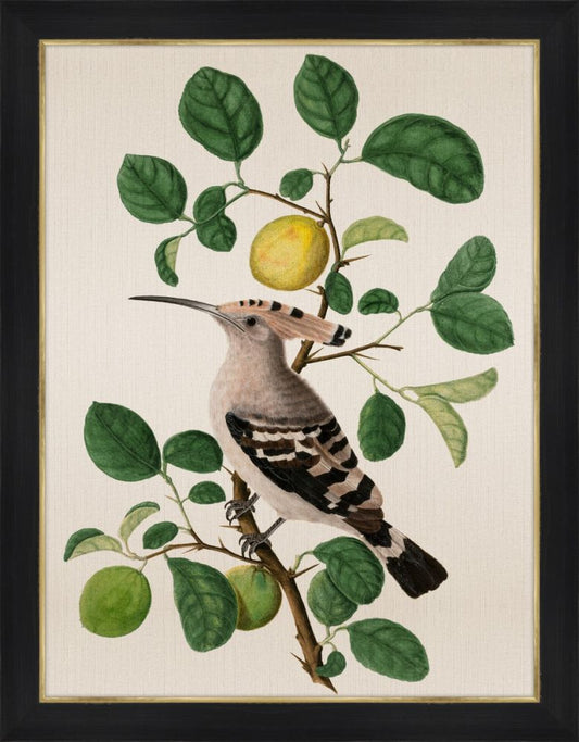 Hoopoe